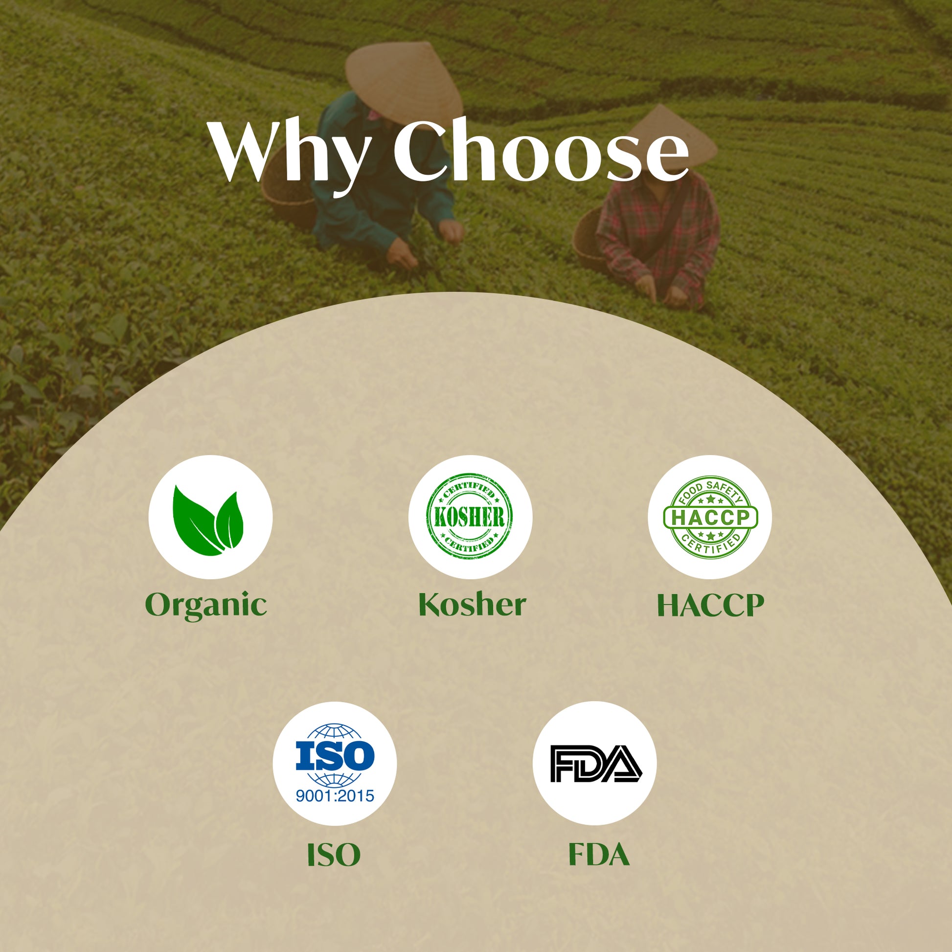 Assorted Green Tea Bags